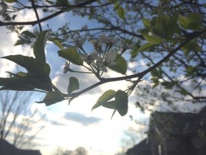 Tree Blossom with Sunlight
